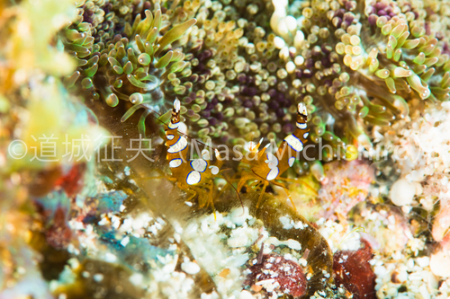 まるで名古屋の芸妓