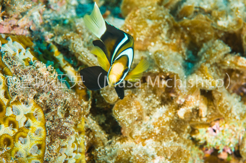 奇形なクマノミ