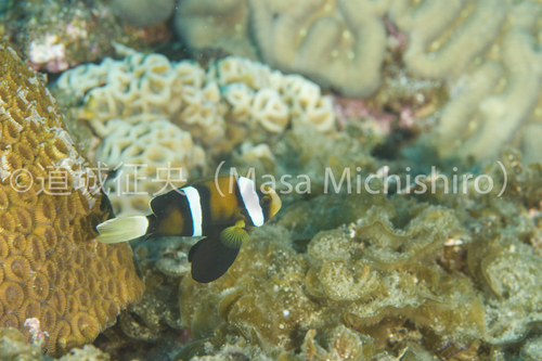 小笠原諸島のクマノミ、突然変異？