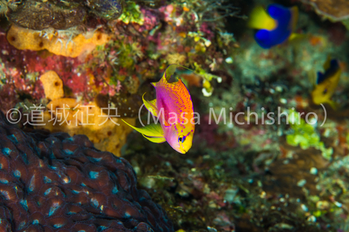 オスの方がきれい