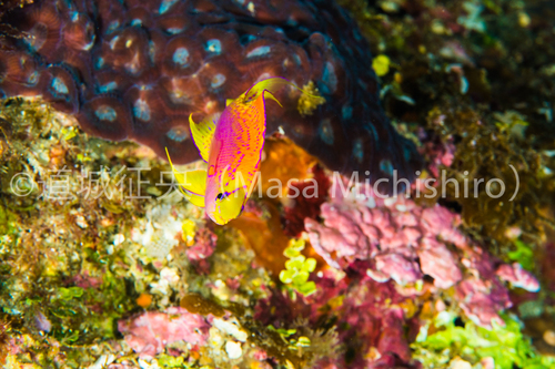 ニラミハナダイも性淘汰の中に生きる