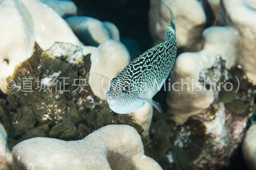 小笠原諸島の固有種