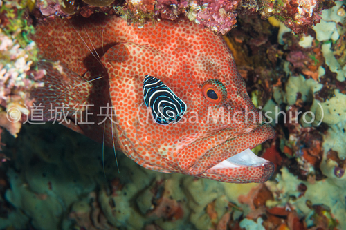 自然のカルテット