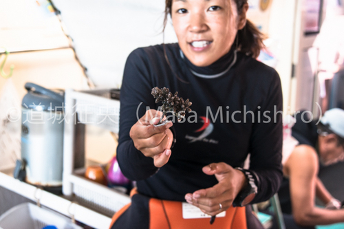 植え付けるサンゴ