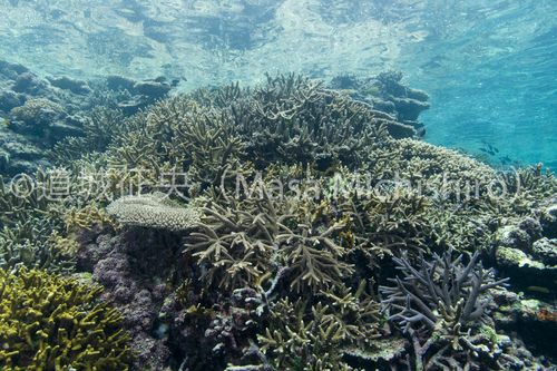 石垣島のサンゴから日本を見る