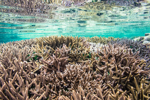 石西礁湖の一画