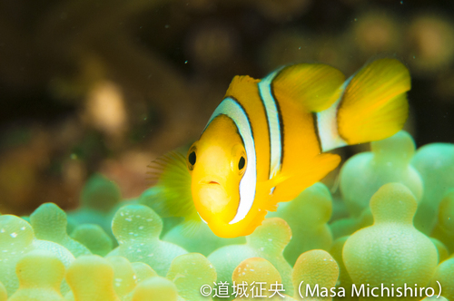 三本線のクマノミ