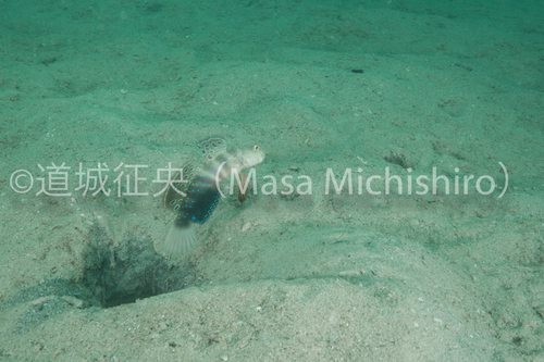 ヒレを全開にするオイランハゼ