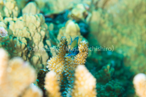 西表島のアマミスズメダイ