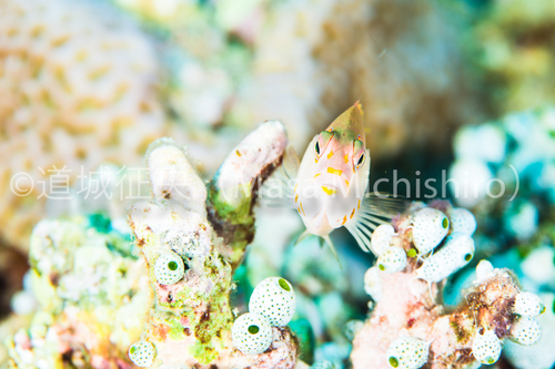 西表のメガネゴンベ