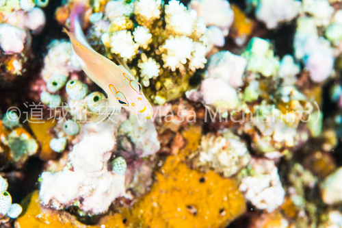 目の周りにメガネ模様