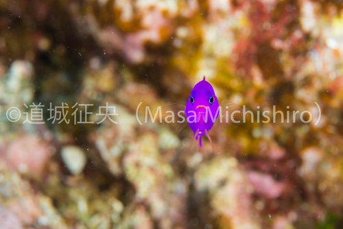 パンダのようなクレナイニセスズメ