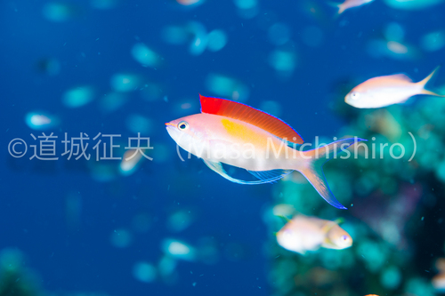 西表島のパンクなヤツ