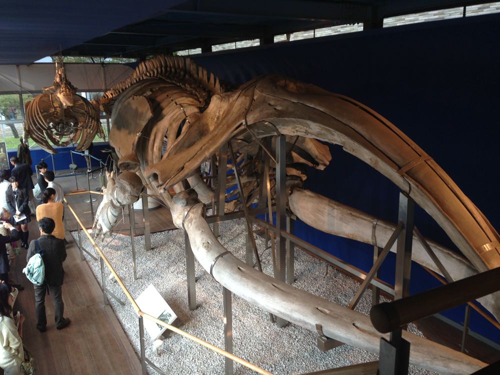 東京海洋大学の鯨類学入門