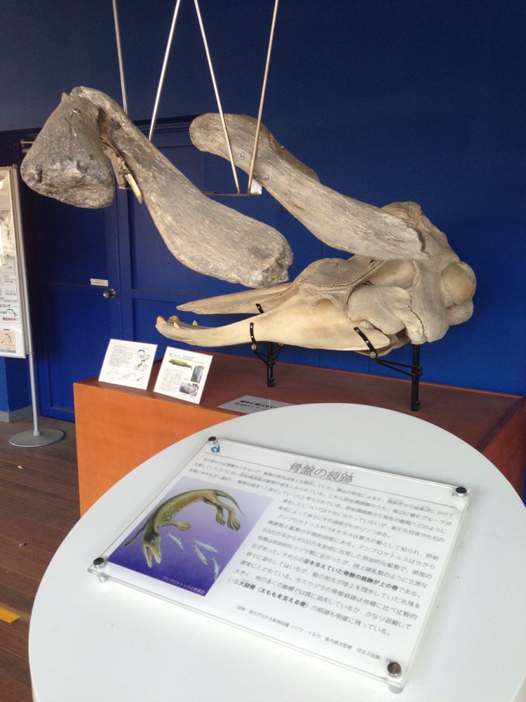 最終日の「鯨類学入門」