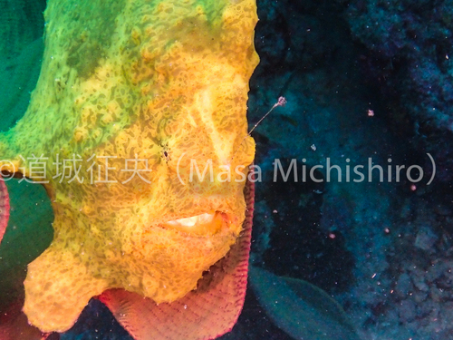 疑似餌を使って餌を採る