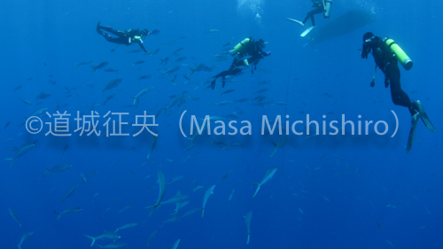 ミクロネシア連邦ポンペイはアンツ環礁のツムブリ［動画］