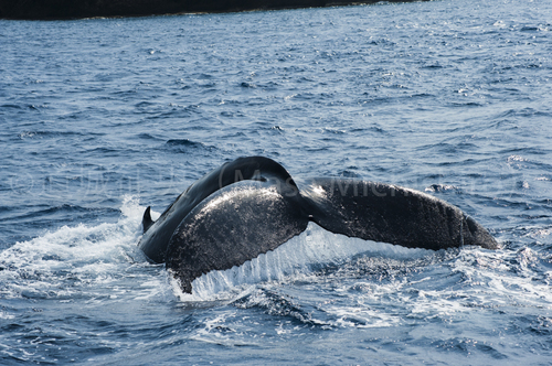 潜降するザトウクジラ