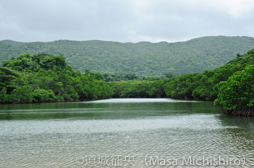 石垣島の吹通川