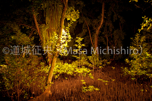 マングローブは海水を好むのか？