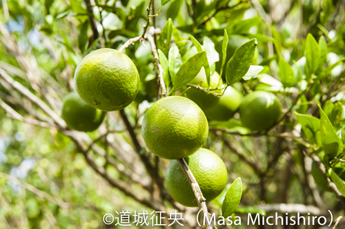 花良治みかん