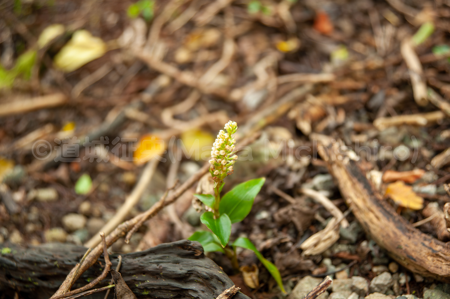 外来種だから守らない、在来種だから守るはやめよう【2024/10/16】