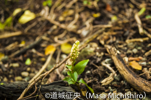 外来種と固有種