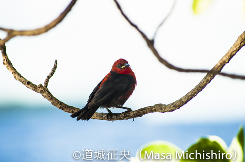 ミクロネシアの国鳥