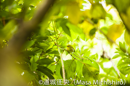 小笠原諸島のウグイス