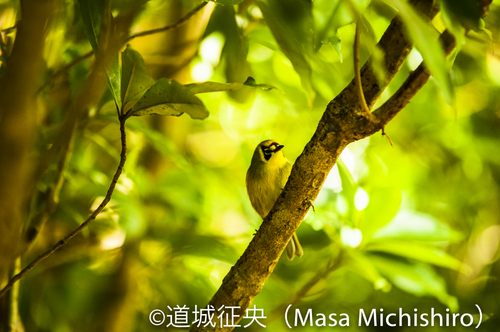 ハハジマメグロという鳥