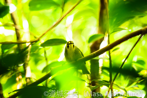 サイパンが起源の鳥