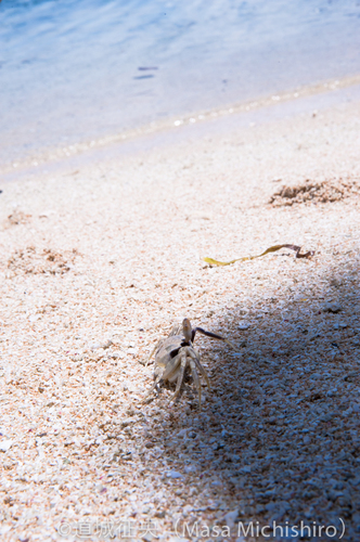 カニ・オン・ザビーチ