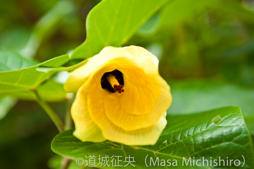 父島のテリハハマボウ