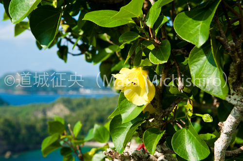 テリハハマボウとオオハマボウ