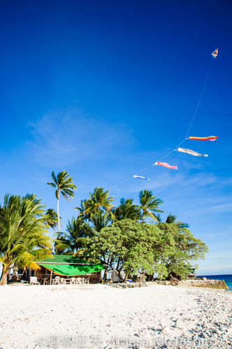ジープ島で鯉のぼり