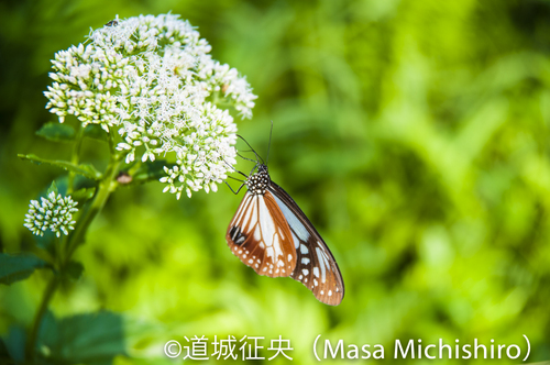 アサギマダラ