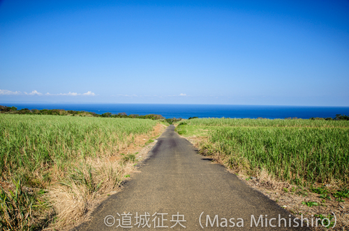 サトウキビ畑は広がる喜界島