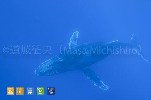 東京都にザトウクジラがやってきた･･･何年も前の冬だけど