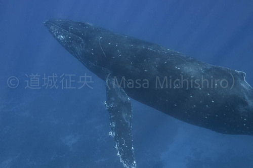 12日で走破のザトウクジラ