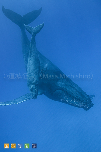 今年もザトウクジラのシーズン到来