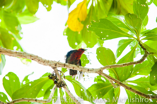 固有のミツスイ