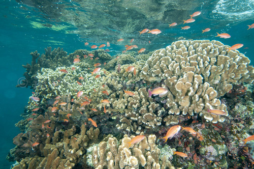 石垣島の樹下美人