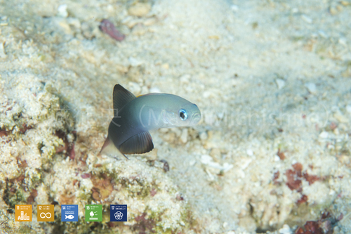 マクロ系も豊富なポンペイの海