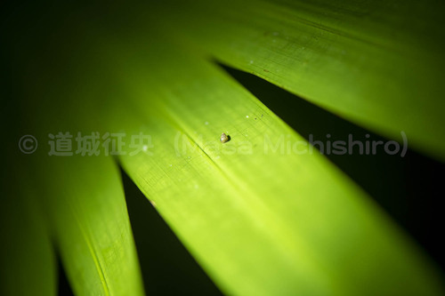 小笠原諸島の陸産貝類