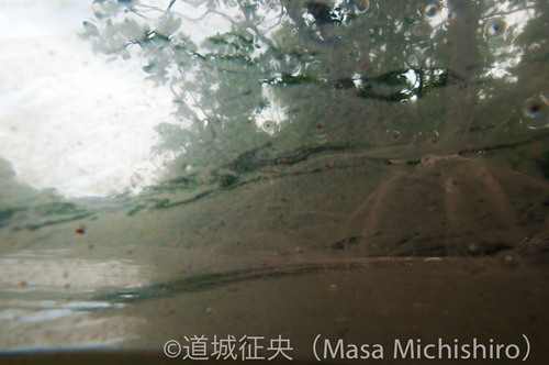 川の養分は海へ