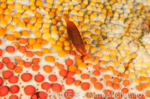 触れない生き物