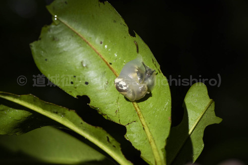 オガサワラオカモノアラガイの交尾
