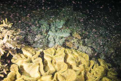 ソフトコーラル（オオウミキノコ）の放卵を写真で！