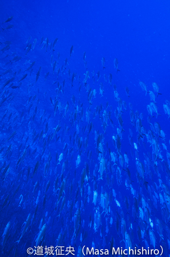 自然の輪廻を感じられる島