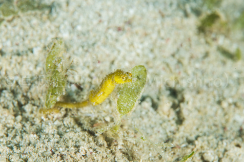 発見！タツノハトコ